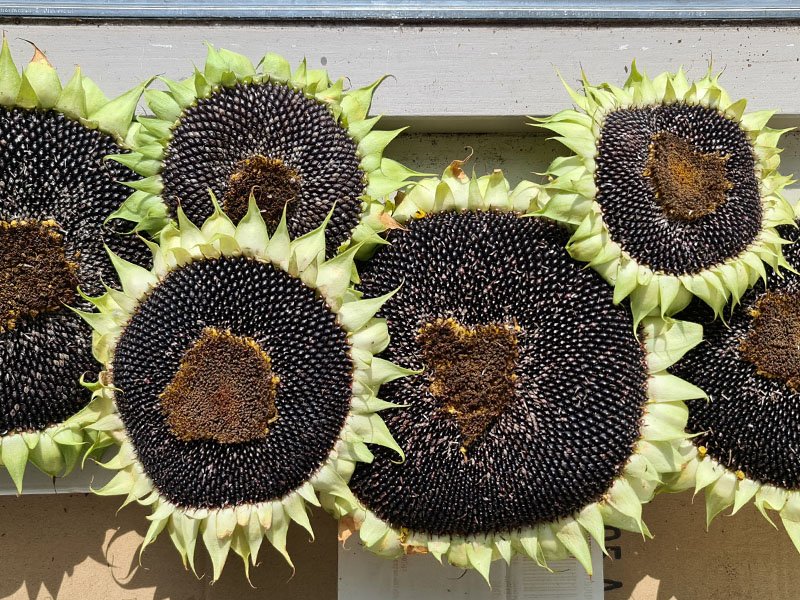 zonnebloem oogsten plukken keukenplanten