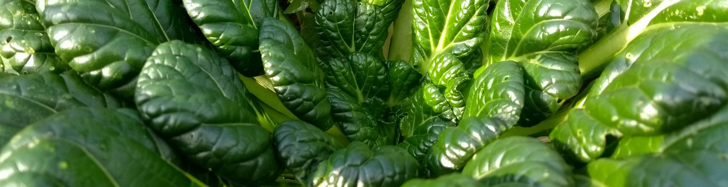 plant banner