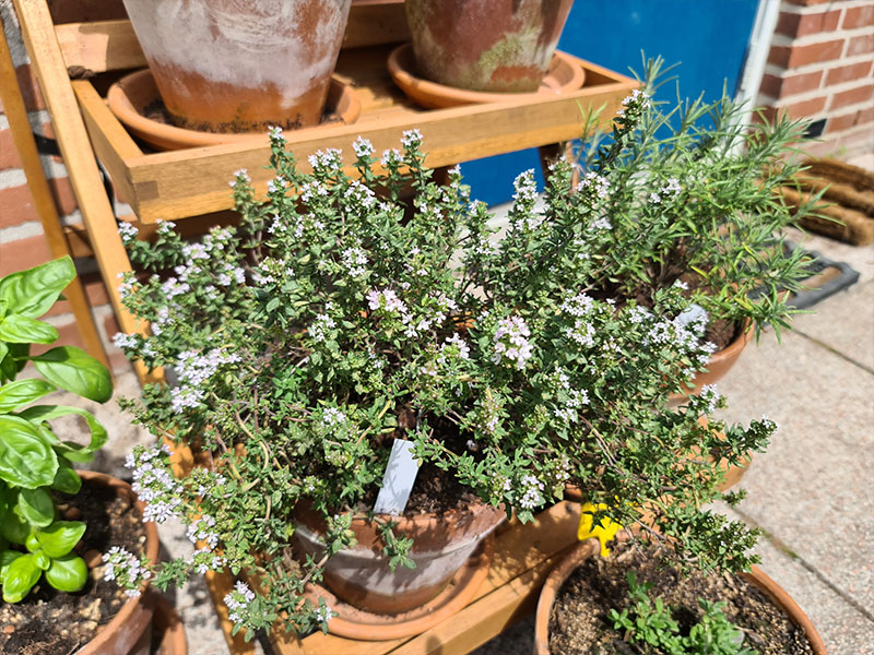 tijm in pot kweken tijm kweken bloeiende tijm in potje bloemetjes tijm bloei bloemen