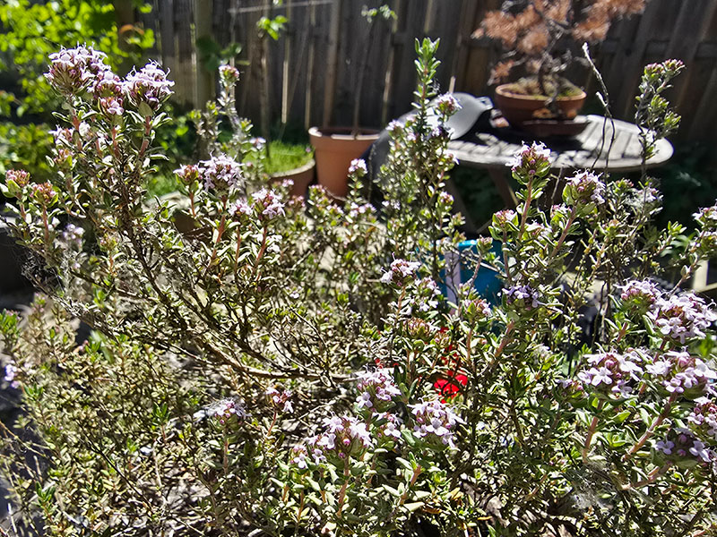 bloeiende tijm kweken tijm bloeitijd bloemenzee van tijmbloemetjes bloemetjes thyme