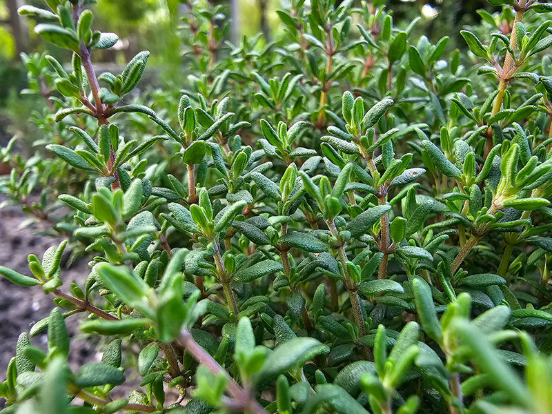 wintertijm blad tijm blaadjes