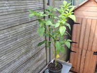 Tomatillo grotere plant