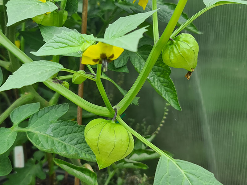 tomatillo oogsten plukken keukenplanten