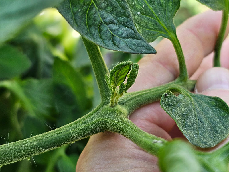 tomatenplant dieven vanuit bladeren blaadjes dieven bladdieven bladscheuten bladeren dieven vanuit blad tomaaat