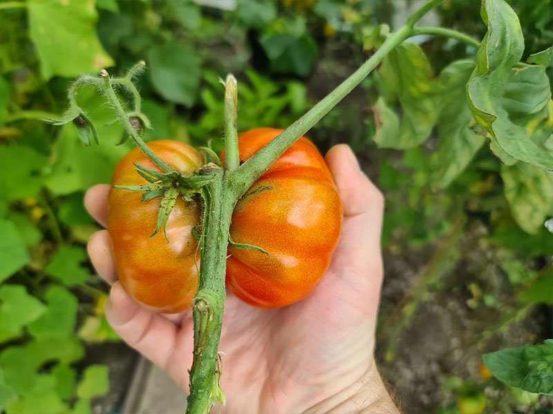 vleestomaat groot grote tomaat fasciatie vergroeide tomaten
