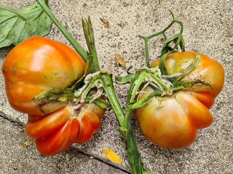 tomaat fasciatie vrucht