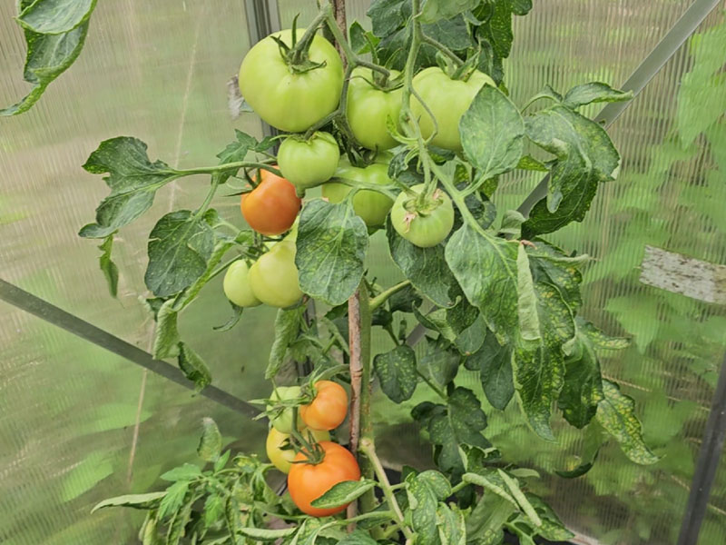 tomaten plukken wanneer rode groene tomaatjes grote oogstrijpe tomatenplant vleestomaat