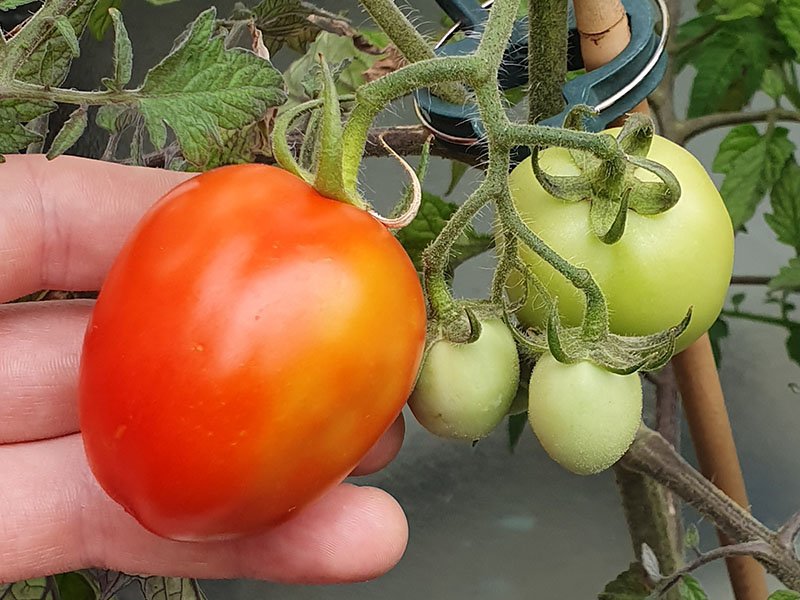 tomaten oogsten tomaat plukken tomatenplant wanneer oogstrijp rode tomaatjes