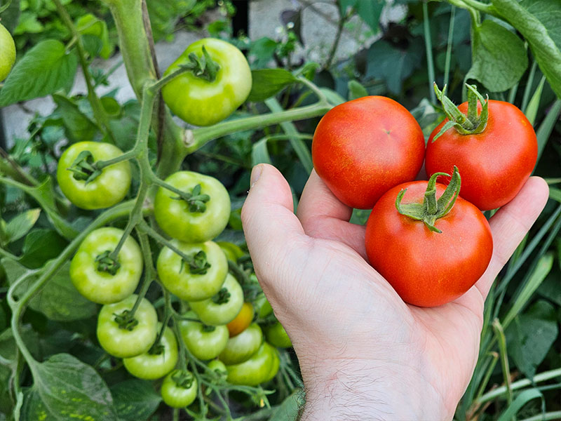 tomaten oogsten tomaat plukken tomatenplant wanneer oogstrijp rode tomaatjes