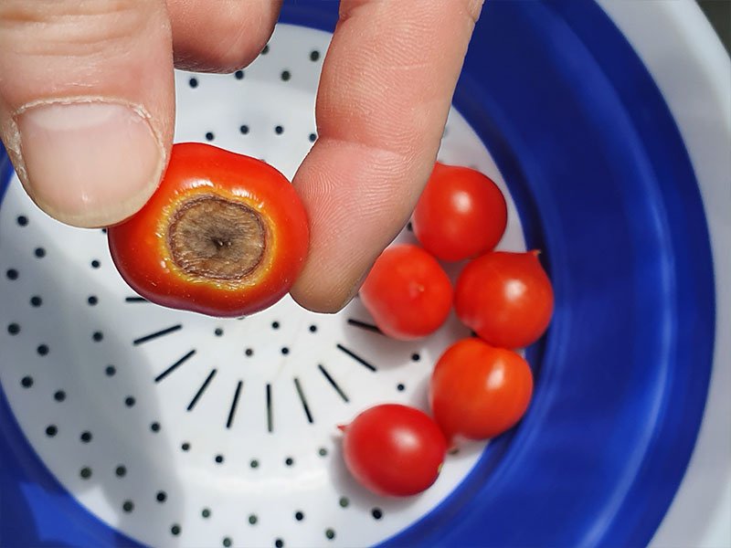 tomaat neusrot tomaatjes tomaten rotten schimmels