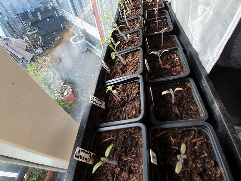 tomaat zaailingen tomaten kiemplantjes tomaatjes tomatenkiemen tomaten kiemen zaaien ontkiemen