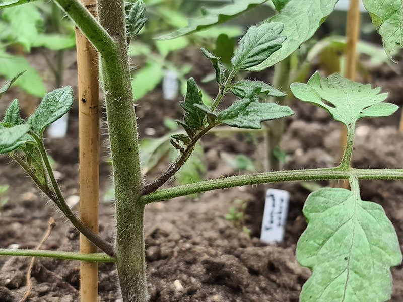 tomaten dieven verwijderen tomaat diefjes zijtakken afknippen uitnijpen