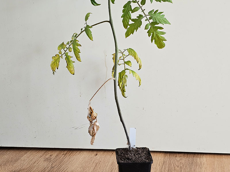 tomaat potje te klein tomaten verplanten tomatenplant tomatenplantje verspenen tomatenplanten verpotten