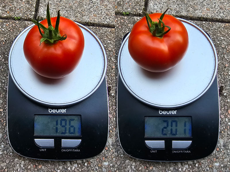 grote tomaten 200g tweehonderd gram tomaat grootte oogsten plukken