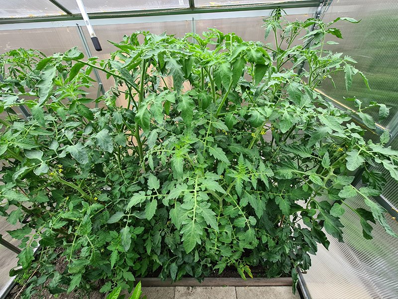 grote tomatenplanten dieven weelderig groeiende tomatenplanten
