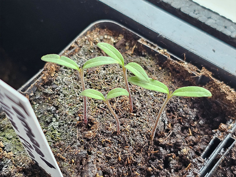 tomaat zaailingen kiemplantjes kiemplanten keukenplanten