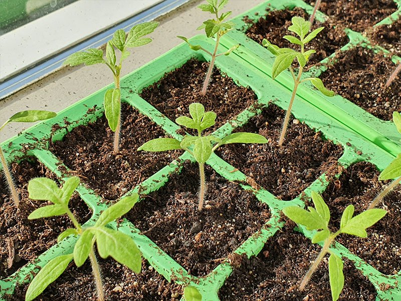 tomaat jonge plantjes jonge planten keukenplanten