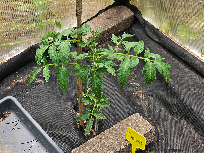 tomaat planten kweken keukenplanten