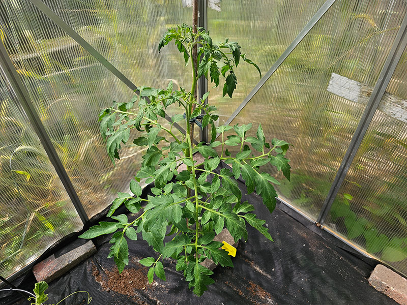 tomaat grote planten keukenplanten