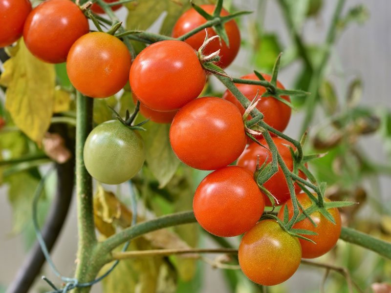tomaat oogsten plukken keukenplanten