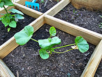  jonge plant