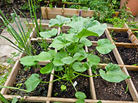  grotere plant