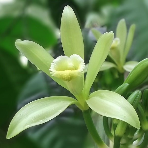 plant thumbnail