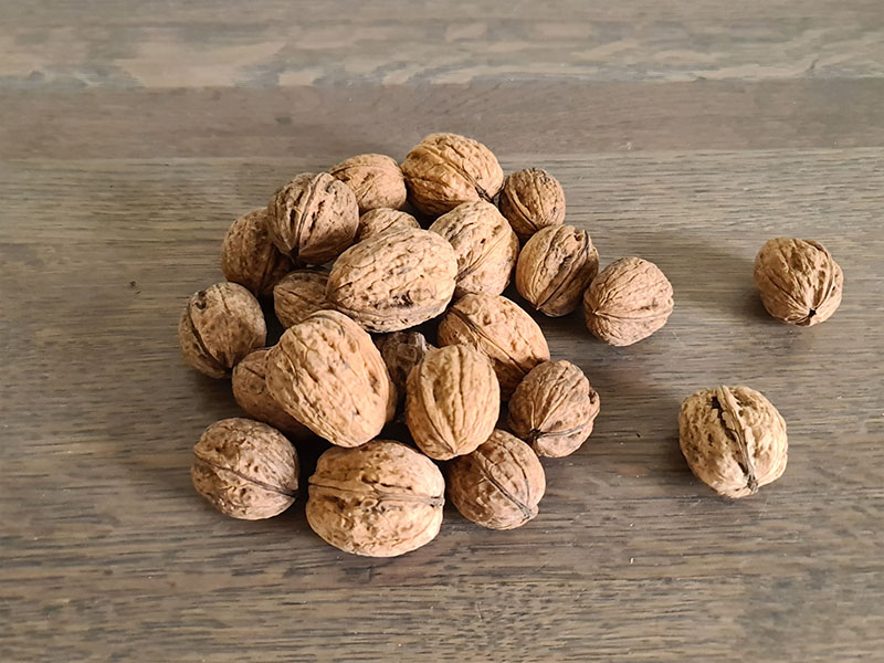 walnoot oogsten plukken keukenplanten