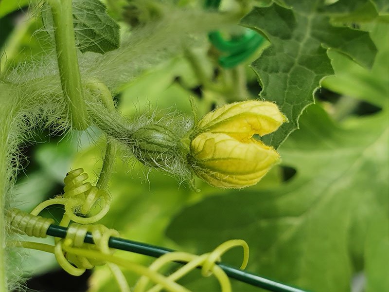 watermeloen vruchtbeginsel vrouwelijke bloemen bloei bestuiving watermeloenen bloemetjes