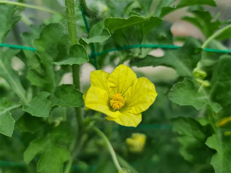 watermeloen mannelijke bloemeen bestuiven bloei watermeloenen bloemen