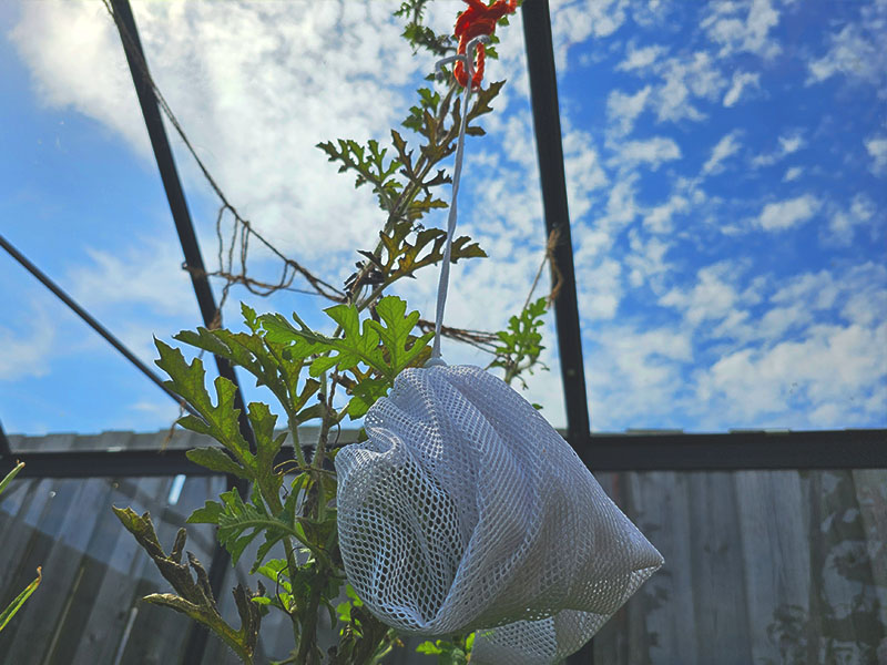 watermeloen ophangen netje kweekkas aan het dak hangen vastmaken watermeloenen vruchten