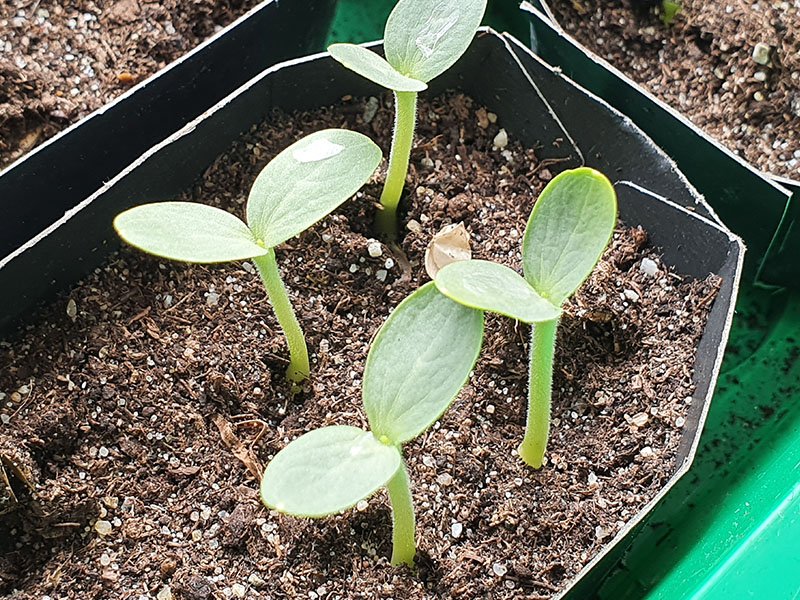 watermeloen zaailingen kiemplantjes kiemplanten keukenplanten