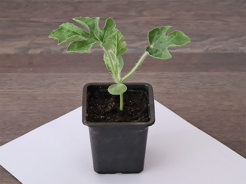 watermeloen jonge plantjes jonge planten keukenplanten