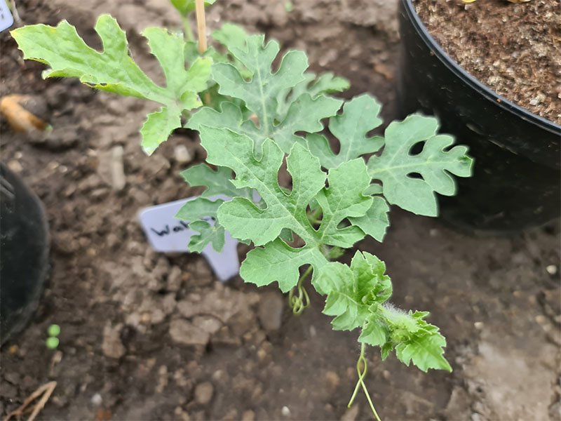 watermeloen planten kweken keukenplanten