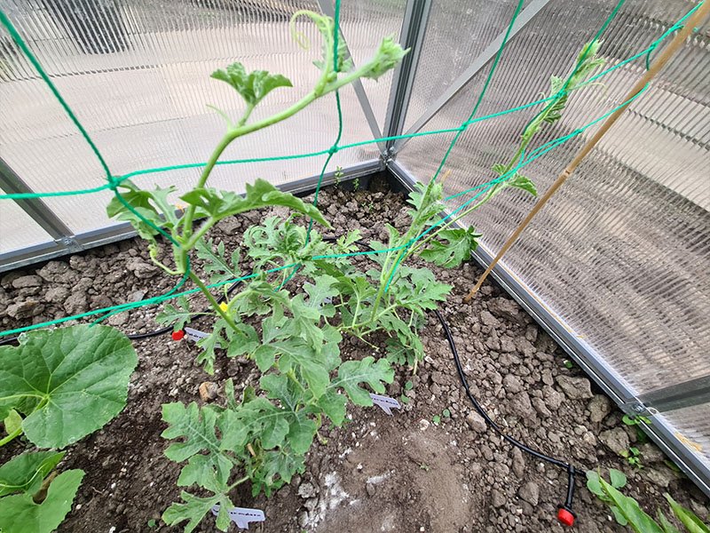 watermeloen grote planten keukenplanten