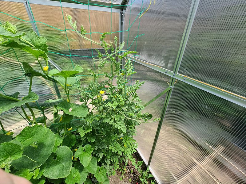 watermeloen volgroeide planten grootte keukenplanten