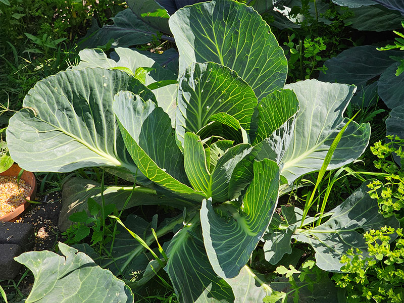witte kool plant wittekool planten kweken wanneer oogsten rijpe kool