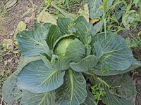 Witte kool volgroeide plant
