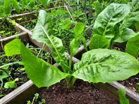 Witlof jonge plant