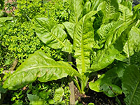 Witlof grotere plant