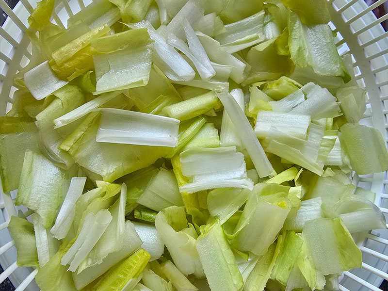 witlof oogsten plukken keukenplanten