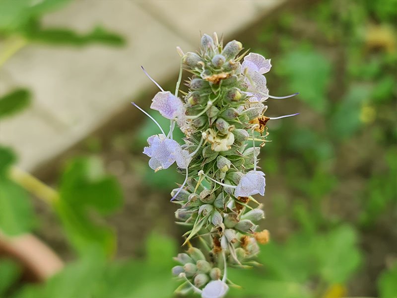 witte salie bloemen bloei bloeistengels