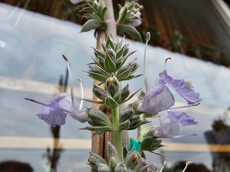 witte salie bloemen bloei bestuiven bestuiving keukenplanten