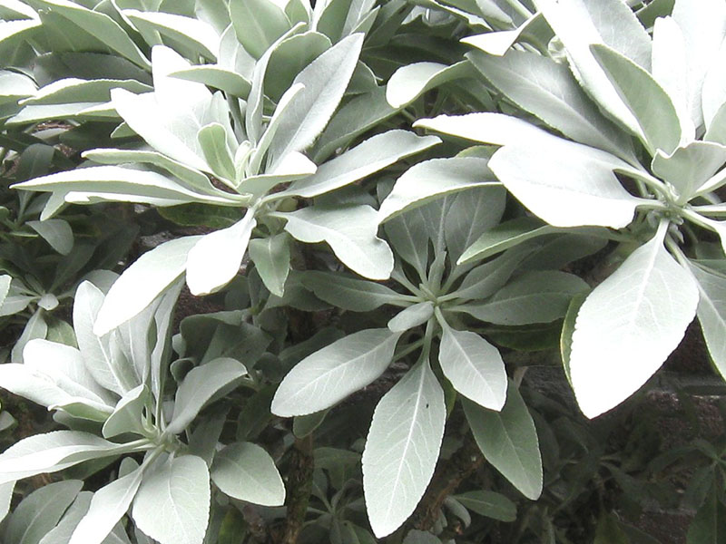 witte salie oogsten plukken keukenplanten