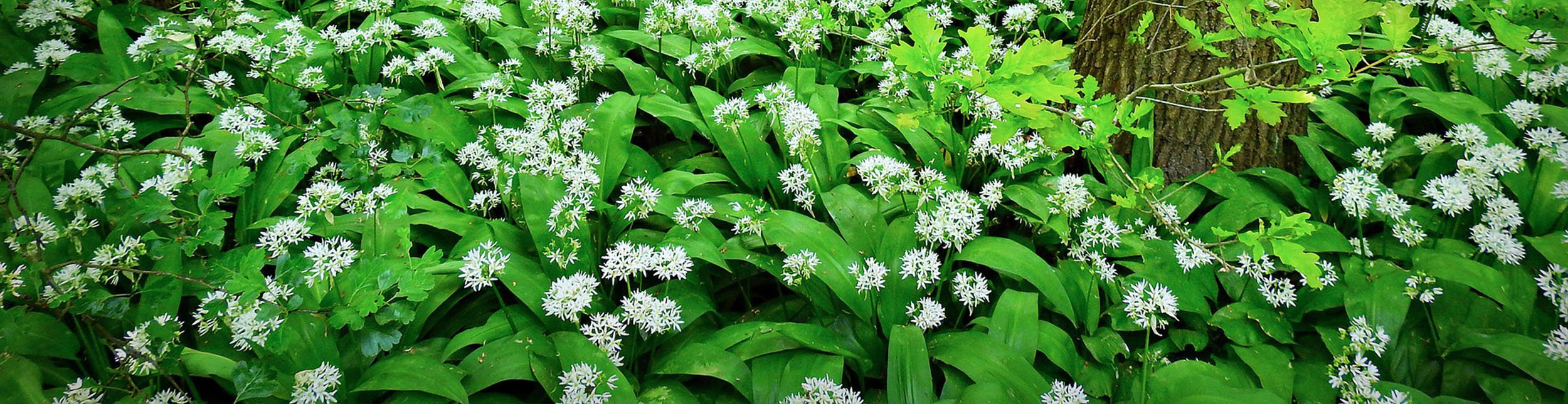 plant banner