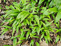  jonge plant
