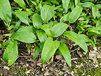  grotere plant