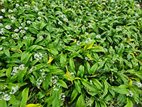  volgroeide plant