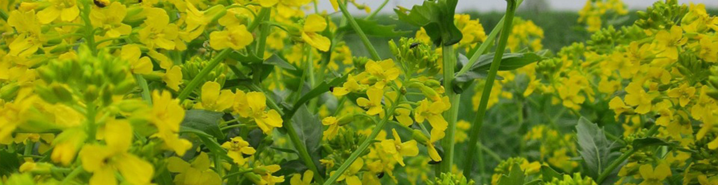 plant banner