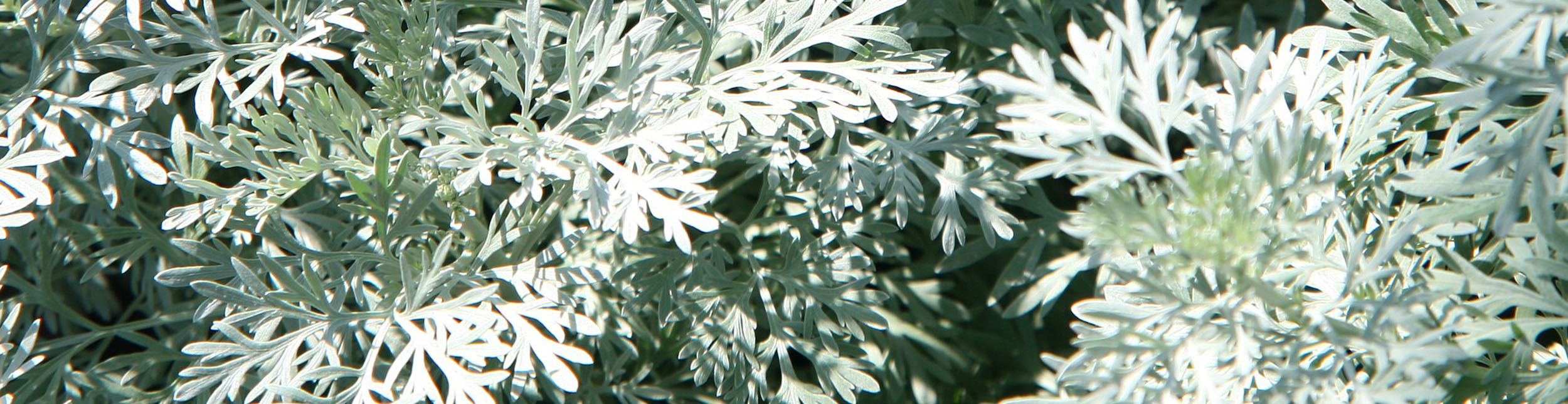 plant banner
